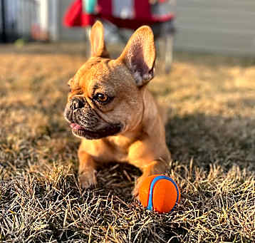 Photo of Koda