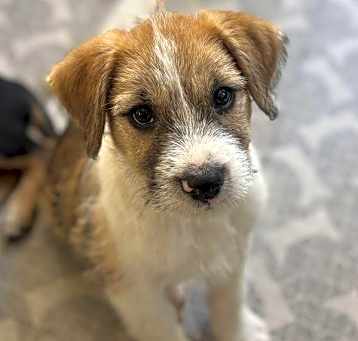 Photo of Toto