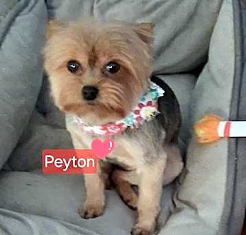 Photo of Peyton