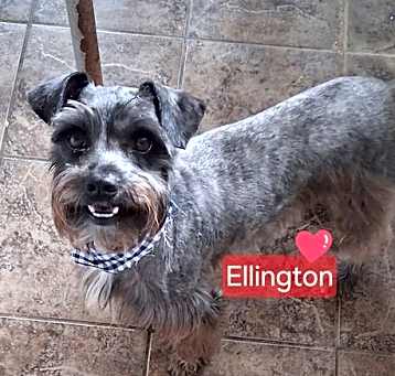 Photo of Ellington