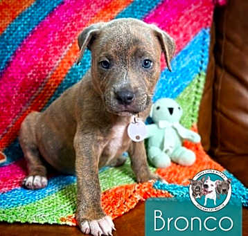Photo of Bronco Ford