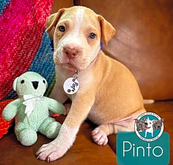 Photo of Pinto Ford