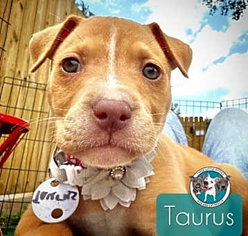Photo of Taurus Ford