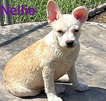Photo of Nelli