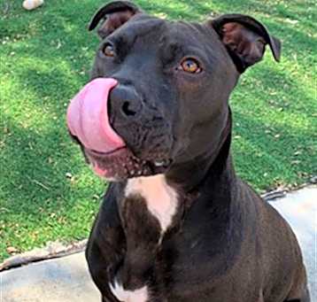 Photo of *DUKE
