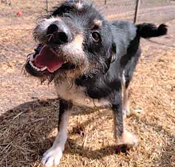 Photo of Harlowe