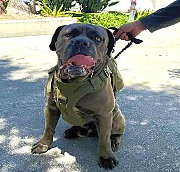 Photo of SHADOW