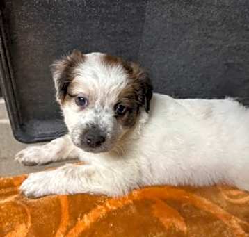 Photo of Rumble