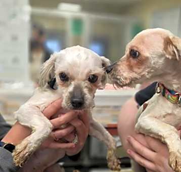 Photo of DEXTER & Coco - BONDED Pair