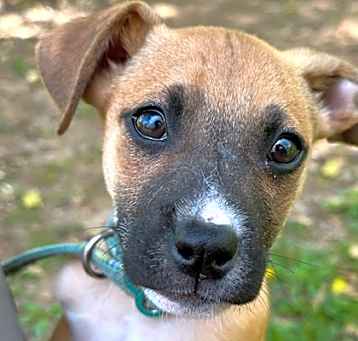Photo of Boscoe