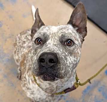 Photo of Stray *Ruger*/Inverness Lowe's