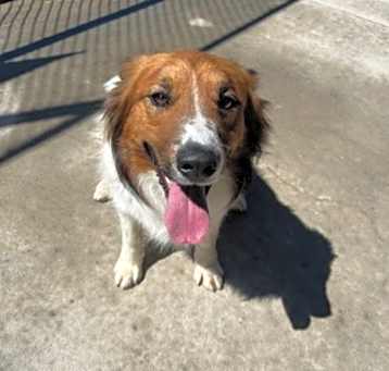 Photo of Rusty