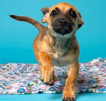 Photo of Pippo