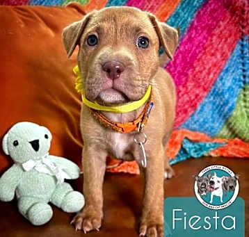 Photo of Fiesta Ford