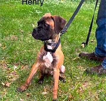Photo of Henry