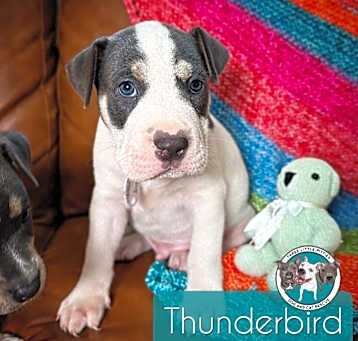 Photo of Thunderbird Ford