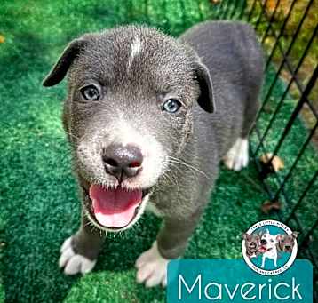 Photo of Maverick Ford