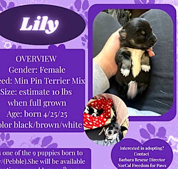 Photo of Lily