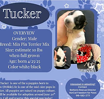 Photo of Tucker