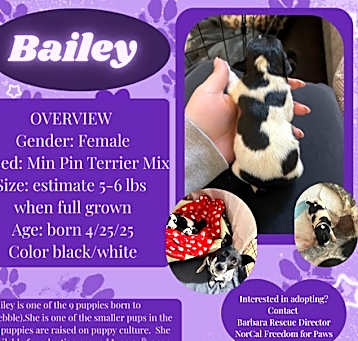Photo of Bailey