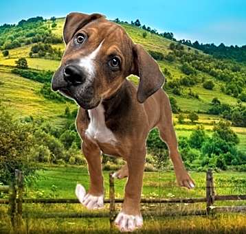 Photo of COPPER