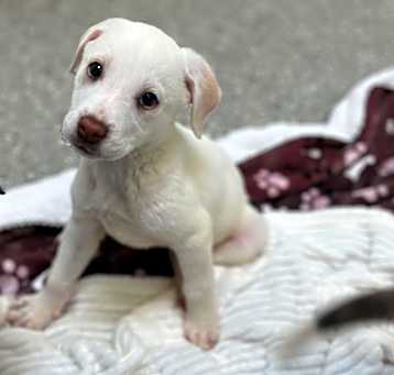 Photo of Powder