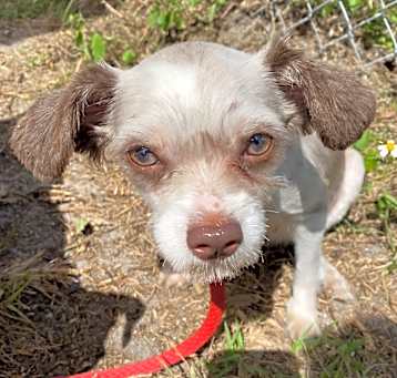 Photo of Taro