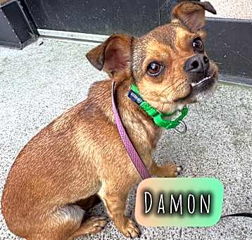 Photo of Damon