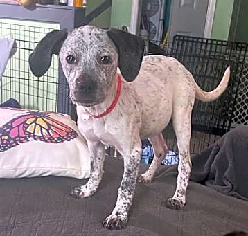 Photo of Spotty