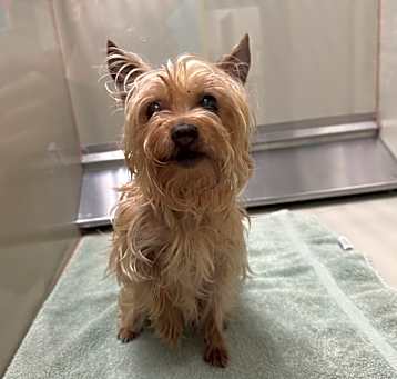 Photo of IEPA-Stray-17204