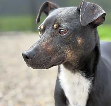 Photo of Cooper