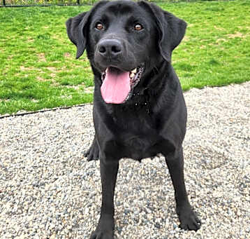 Photo of Buster