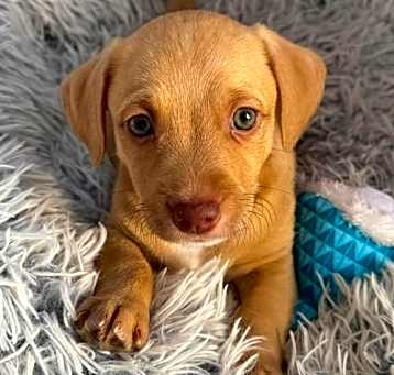 Photo of Ryker