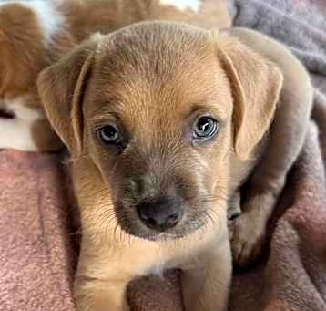 Photo of Rufus