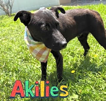 Photo of Akilies 125014