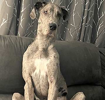 Photo of Willow