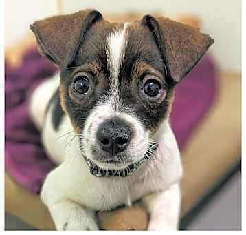 Photo of Romeo