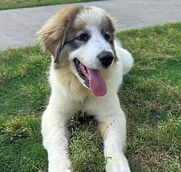 Photo of Luna