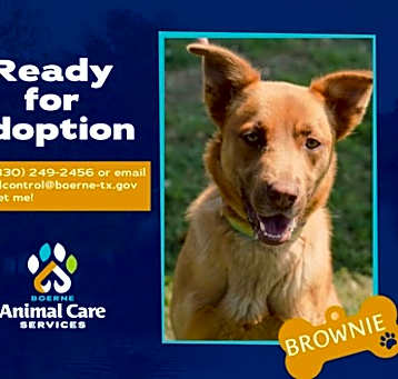 Photo of Brownie