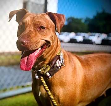 Photo of HARLEY