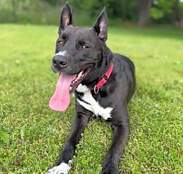 Photo of Samson