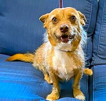 Photo of Buddy