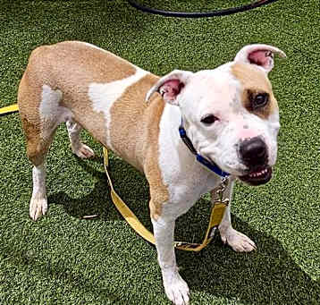 Photo of *DAISY