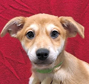 Photo of Dopey