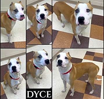 Photo of Dyce