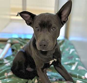Photo of A465670