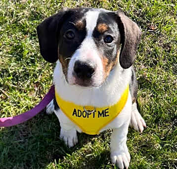 Photo of Rambo