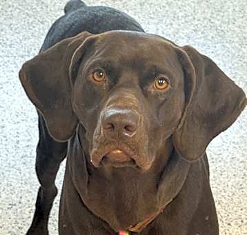 Photo of Buddy