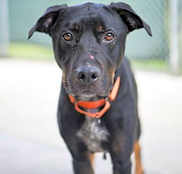 Photo of Outlaw