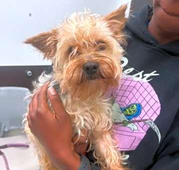 Photo of Treble-ADOPTED